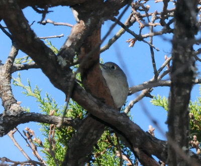 229countyneals 117huttonsvireo.jpg