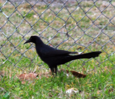 31county 027greattailedgrackle.jpg