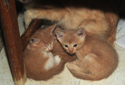 Uvalde Kittens