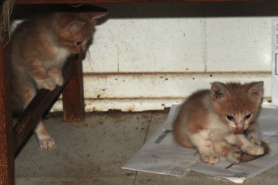 426thrrekittens 008kittens.jpg