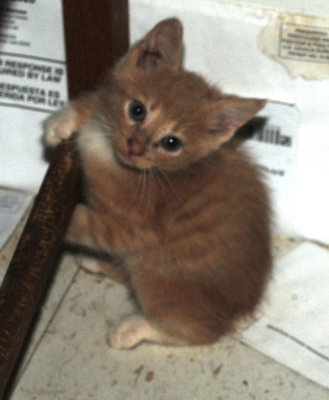 Uvalde Kittens