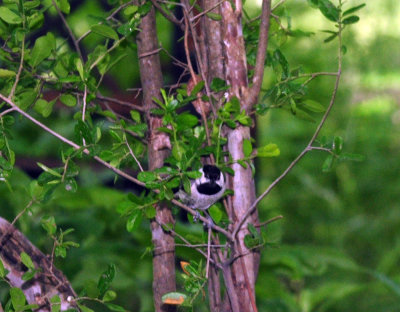 517neals 056chickadee.jpg