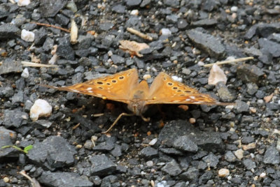 g12/63/778763/3/170742087.mGMPSmnP.jpg