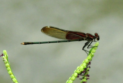 g12/63/778763/3/170742089.DW5CfxLx.jpg