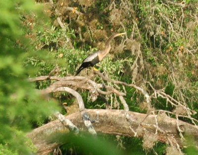 610county 211anhinganearmagictreezzzzzzzzz.jpg