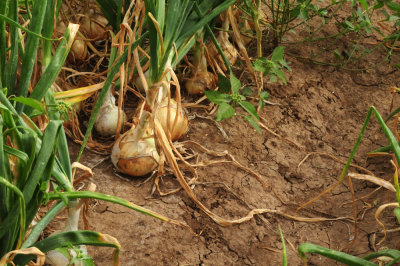 616county 194onions.jpg