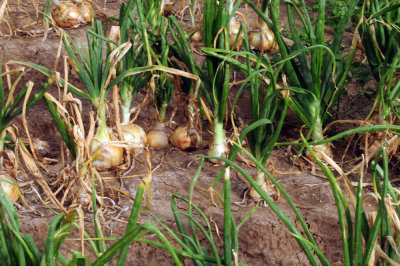 616county 196onions.jpg