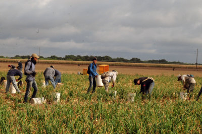 616county 199onions.jpg