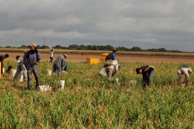 616county 201onions.jpg