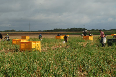 616county 205onions.jpg