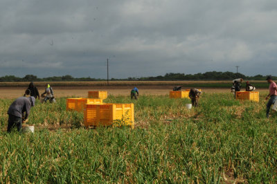 616county 206onions.jpg