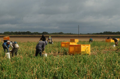 616county 207onions.jpg