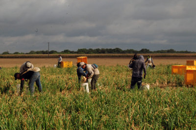 616county 209onions.jpg