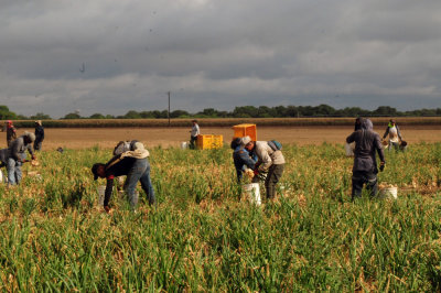 616county 210onions.jpg