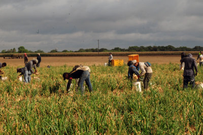 616county 211onions.jpg