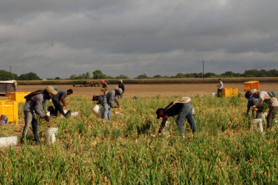 616county 212onions.jpg