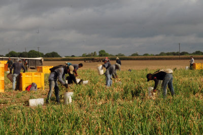 616county 213onions.jpg