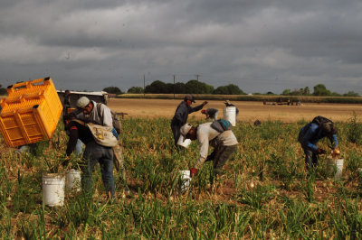 616county 215onions.jpg