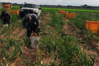 616county 216onions.jpg