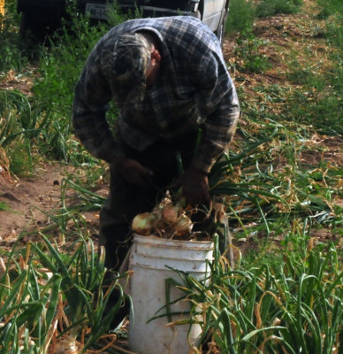 616county 217onions.jpg