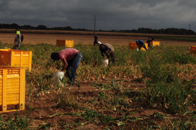 616county 218onions.jpg