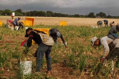 616county 222onions.jpg