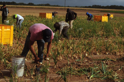 616county 225onions.jpg