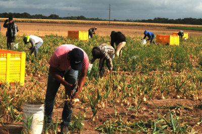 616county 226onions.jpg