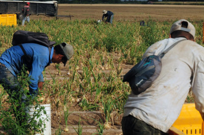 616county 227onions.jpg
