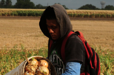 616county 231onions.jpg