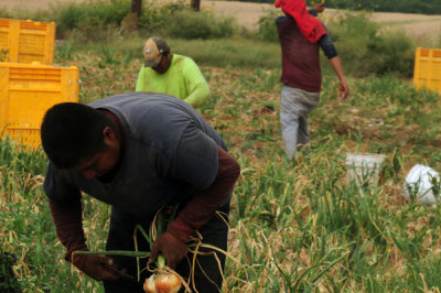 616county 240onions.jpg
