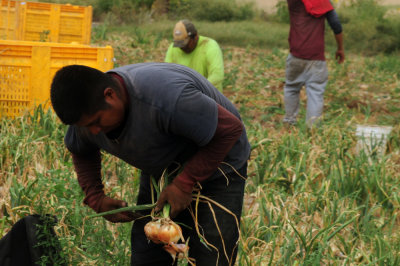 616county 241onions.jpg