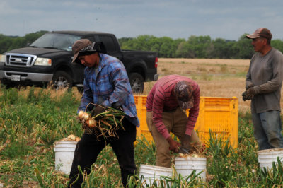 616county 244onions.jpg