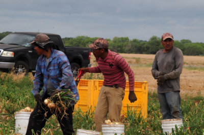 616county 246onions.jpg