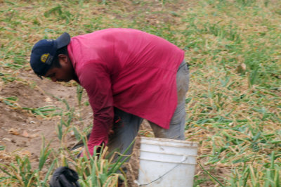 616county 250onions.jpg