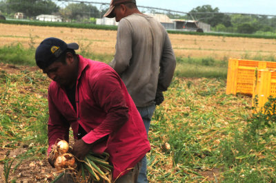 616county 254onions2.jpg