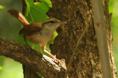 71cooounty 002carolinawren.jpg