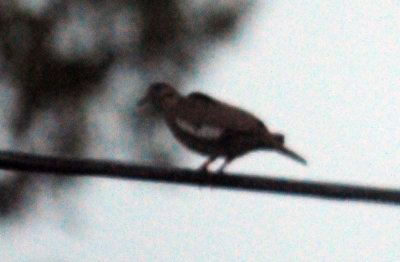 71county 064wwdove.jpg