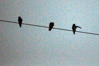 71county 068purplemartins.jpg