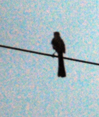71county 075mockingbird.jpg