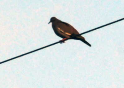 73county 022wwdove.jpg