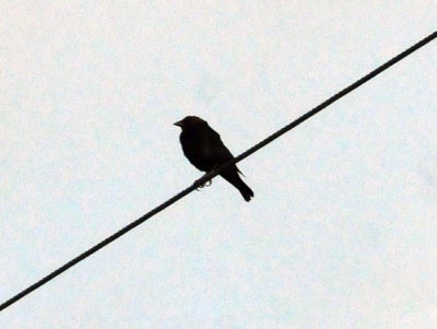 73county 027bronzedcowbird.jpg