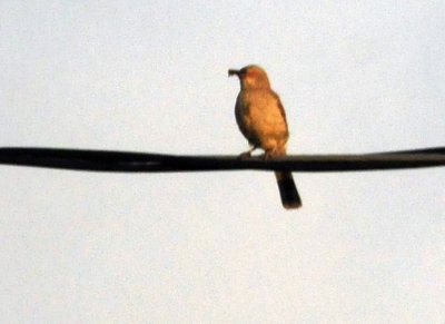 73county 030nmockingbird.jpg