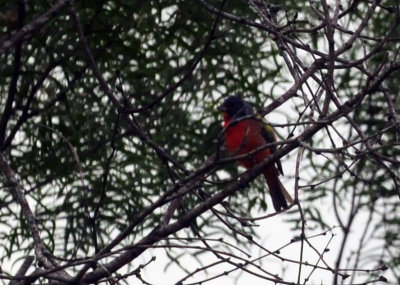 73county 061paintedbunting.jpg
