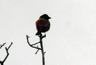 73county 071paintedbunting.jpg