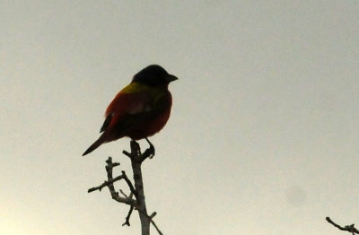 73county 075paintedbunting.jpg