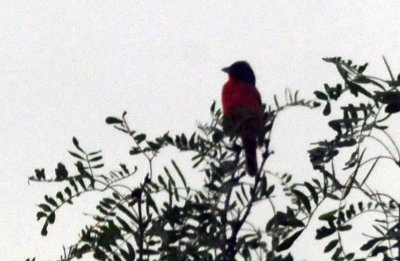 73county 085paintedbunting.jpg