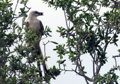 73county 096scissortailed.jpg