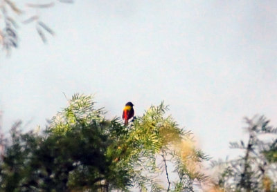 73county 100paintedbunting.jpg