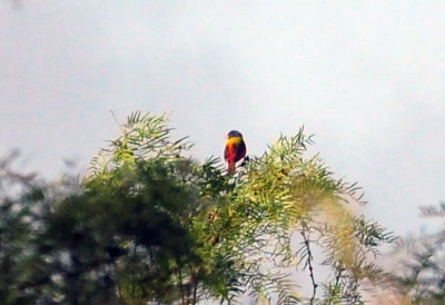 73county 105paintedbunting.jpg